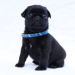 Raphael-male-Pug-puppy-for-sale-4