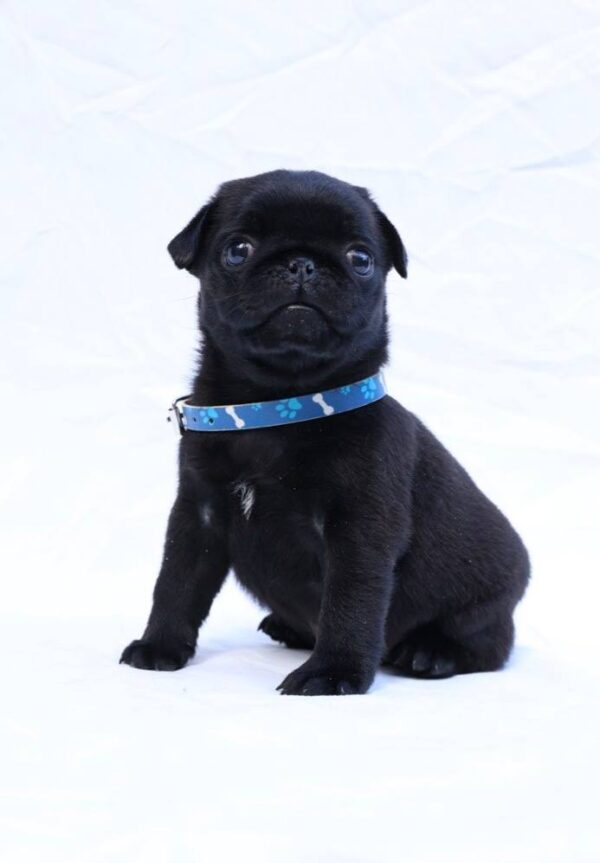 Raphael Pug Raphael Pug