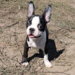 Ricky-male-Boston-Terrier-puppy-for-sale-1