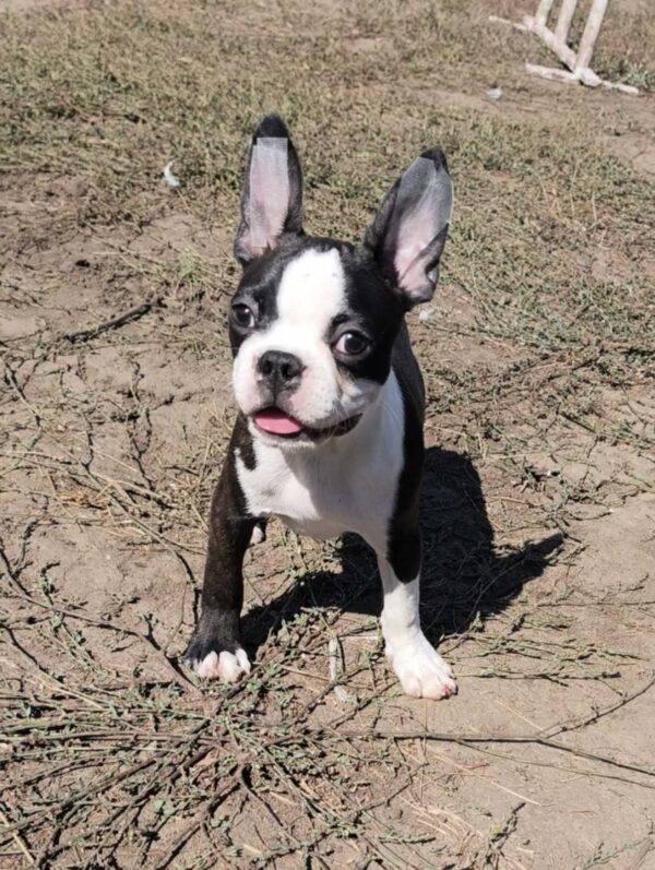 Ricky Boston Terrier Ricky Boston Terrier