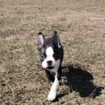 Ricky-male-Boston-Terrier-puppy-for-sale-2