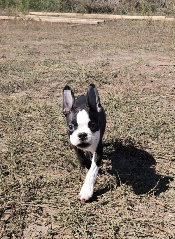 Ricky Boston Terrier Ricky Boston Terrier