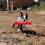 Ricky-male-Boston-Terrier-puppy-for-sale-3