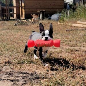 Ricky Boston Terrier Ricky Boston Terrier