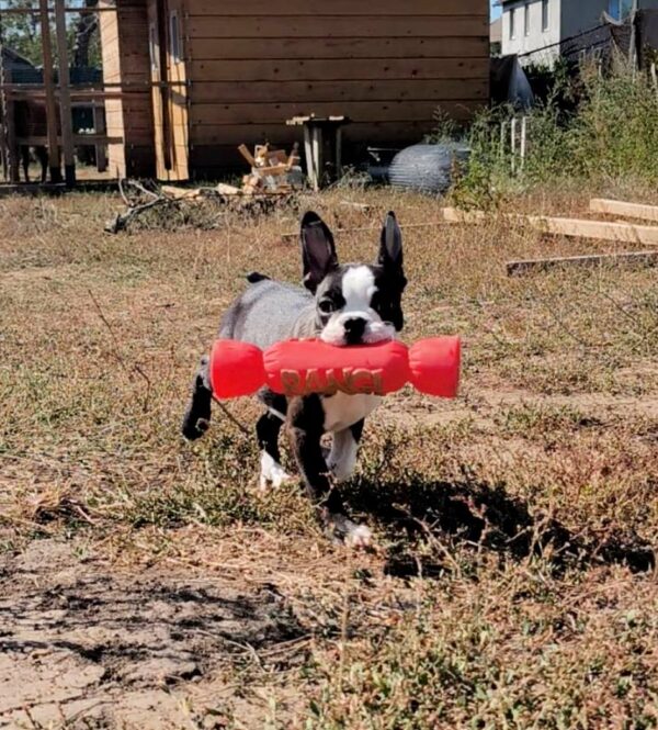 Ricky Boston Terrier Ricky Boston Terrier