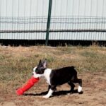Ricky-male-Boston-Terrier-puppy-for-sale-4