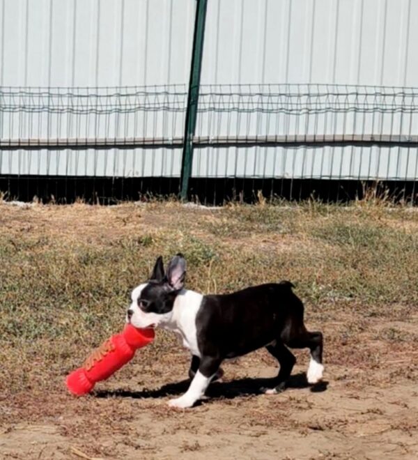 Ricky Boston Terrier Ricky Boston Terrier