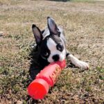 Ricky-male-Boston-Terrier-puppy-for-sale-5