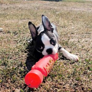 Ricky Boston Terrier Ricky Boston Terrier