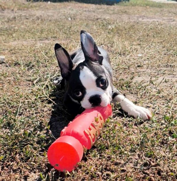 Ricky Boston Terrier Ricky Boston Terrier
