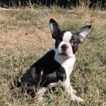 Rio-male-Boston-Terrier-puppy-for-sale-1