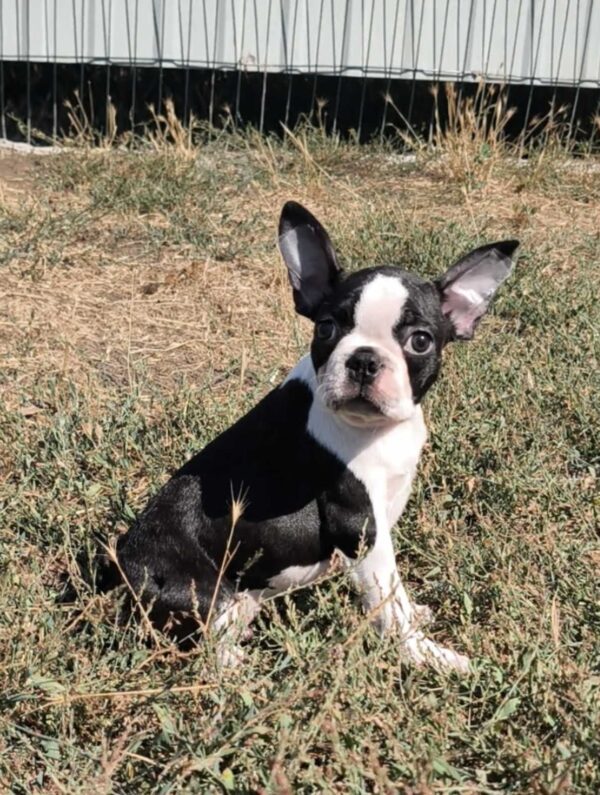 Rio Boston Terrier Rio Boston Terrier