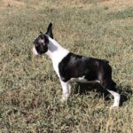 Rio-male-Boston-Terrier-puppy-for-sale-2