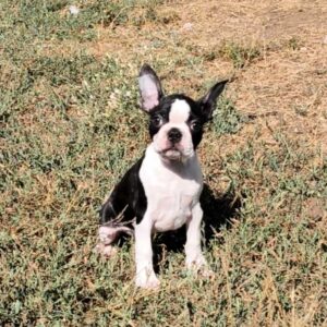 Rio Boston Terrier Rio Boston Terrier