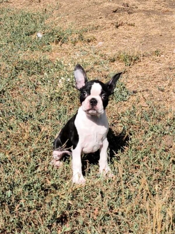 Rio Boston Terrier Rio Boston Terrier