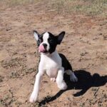 Rio-male-Boston-Terrier-puppy-for-sale-4