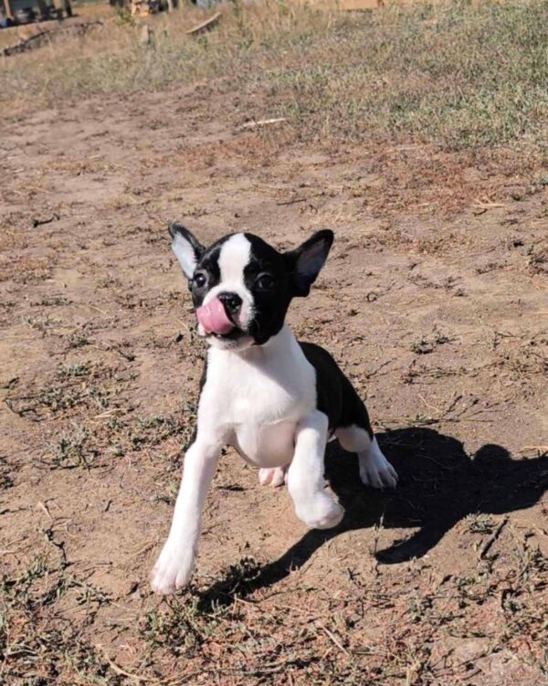 Rio Boston Terrier Rio Boston Terrier