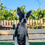 Robbie-male-Boston-Terrier-puppy-for-sale-1