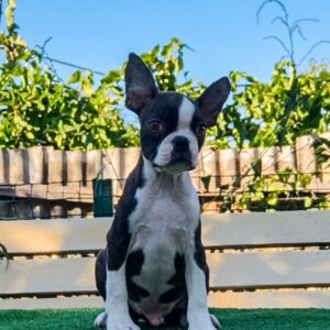 Robbie Boston Terrier Robbie Boston Terrier