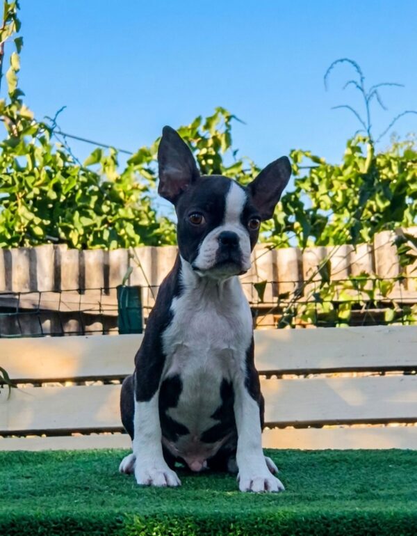 Robbie Boston Terrier Robbie Boston Terrier