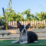 Robbie-male-Boston-Terrier-puppy-for-sale-2