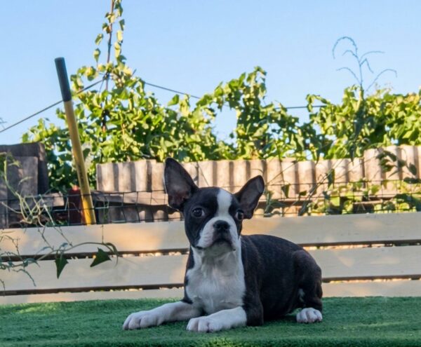 Robbie Boston Terrier Robbie Boston Terrier