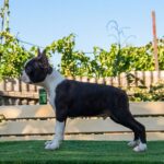 Robbie-male-Boston-Terrier-puppy-for-sale-3