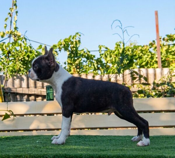 Robbie Boston Terrier Robbie Boston Terrier