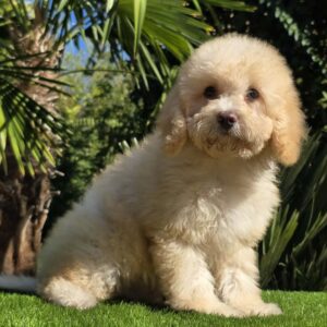 Rollo Cavapoo Rollo Cavapoo