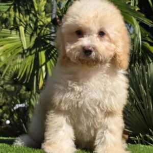 Rollo Cavapoo Rollo Cavapoo