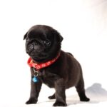 Romeo-male-Pug-puppy-for-sale-1