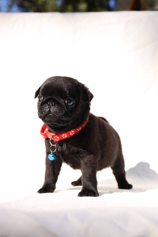 Romeo Pug Romeo Pug