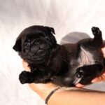 Romeo-male-Pug-puppy-for-sale-2