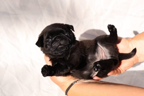 Romeo Pug Romeo Pug