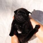 Romeo-male-Pug-puppy-for-sale-3