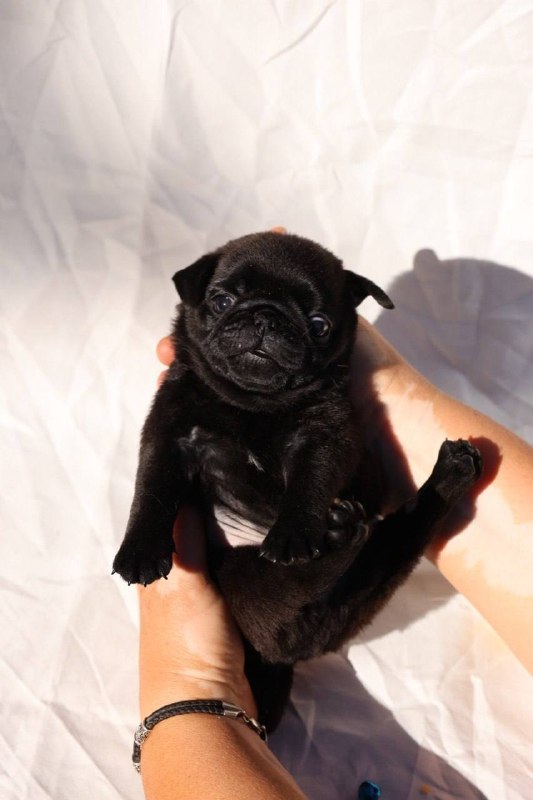 Romeo Pug Romeo Pug