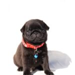Romeo-male-Pug-puppy-for-sale-4