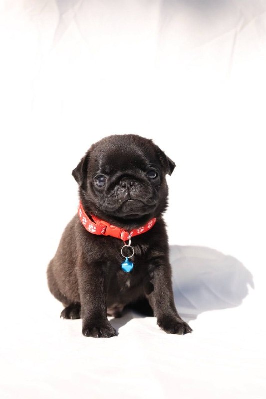 Romeo Pug Romeo Pug