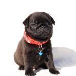 Romeo-male-Pug-puppy-for-sale-5