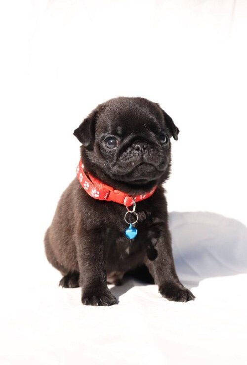 Romeo Pug Romeo Pug