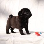 Romeo-male-Pug-puppy-for-sale-6
