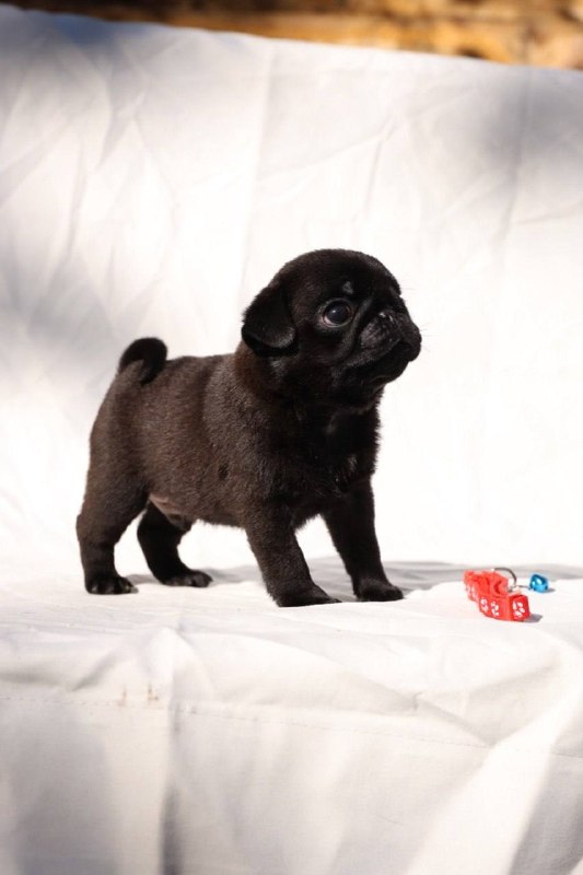 Romeo Pug Romeo Pug