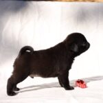 Romeo-male-Pug-puppy-for-sale-7