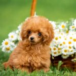 Sagon-male-Poodle-puppy-for-sale-1