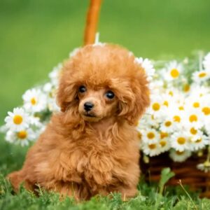 Sagon Toy Poodle Sagon Toy Poodle