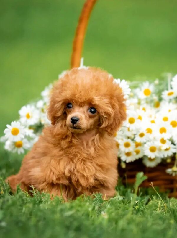 Sagon Toy Poodle Sagon Toy Poodle