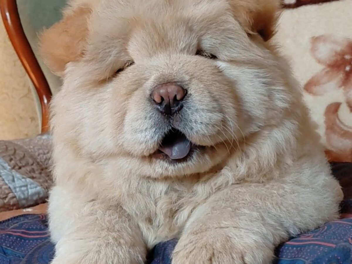 Chow-Chow Dogs and Puppies for sale | NewDoggy.com