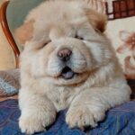 Sandy-female-chow-chow-puppy-for-sale-1 (1)