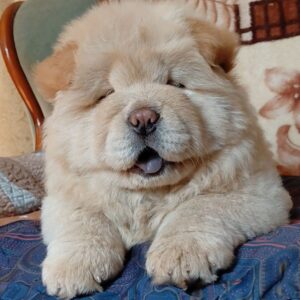 Sandy Chow-Chow Sandy Chow-Chow