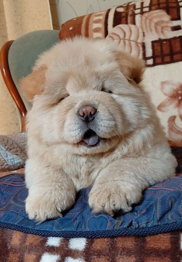 Sandy Chow-Chow Sandy Chow-Chow